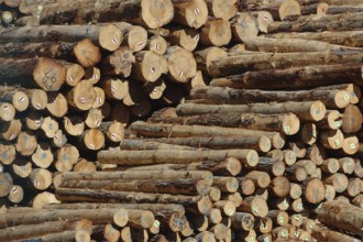 Piles of Pinus radiata logs for export at Port of Lyttleton, South Island, New Zealand