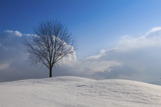 Lonely tree in a winter landscape under blue sky