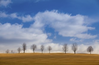 Lonely tree on the empty golf course in autumn