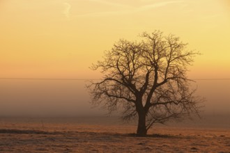 Lonely tree on the field at mysterious sunrise