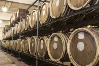 Scotch Whisky Barrel rows. Whiskey and brandy distillery. Oak barrel used to age whiskey