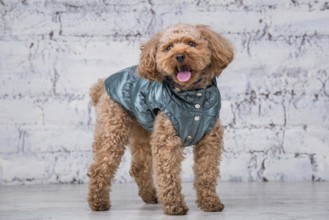 Small funny dog of brown colour with curly hair of toy poodle breed posing in clothes for dogs.