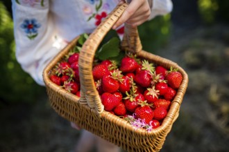 Closeup of woman's hands holding basket with organic garden summer strawberry berries. Healthy