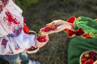 Closeup of woman's hands holding basket with organic garden summer strawberry berries. Healthy
