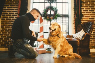 Friendship of man and dog. Pet golden retriever breed labrador shaggy dog. A man trains, teaches a