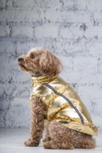 Small funny dog of brown colour with curly hair of toy poodle breed posing in clothes for dogs.