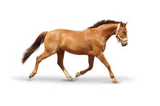 Horse at a gallop