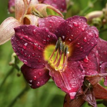Flowers 934