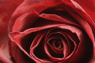 Rose bud on fork