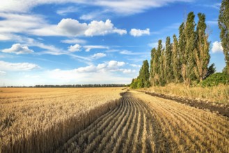 Field of growing and mowed wheat under blue cloudy sky