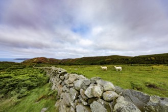 Hilly landscape with green meadows, sheep and stone wall, dry stone wall on the edge of Snowdonia