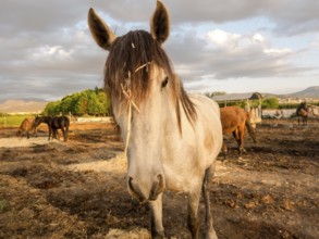 beautiful Horse on a farm
