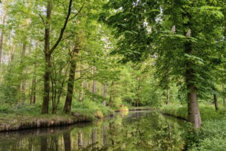 Spreewald