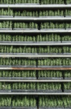 Spice rosemary in a pot on shelf