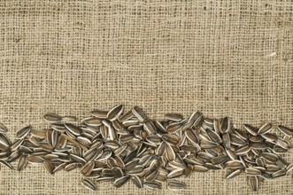 Closeup raw sunflower seeds on burlap. Arranged as border