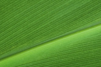 Natural background of green leaf. Close up leaf surface