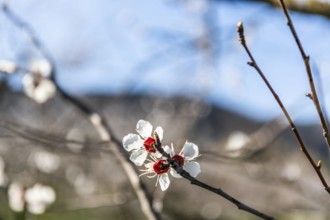 Blue sky, apricot blossom, apricot blossom, Wachau, Lower Austria, Austria