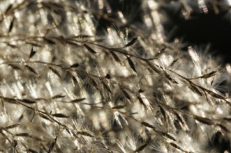 Flower panicles in the wind, Schweinfurt, Germany