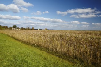 Impressions of the Fischland peninsula, between Ahrenshoop and Wustrow, Mecklenburg-Vorpommern,