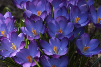 Crocus, Crocus vernus