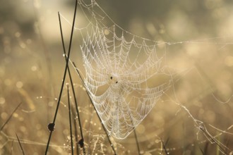 Spider web on a meadow during sunrise