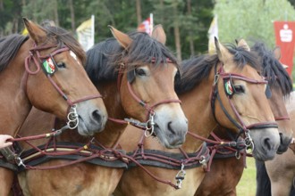 Cold-blooded horses as the titans of the race in Brück, Brandenburg
