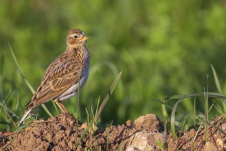 Skylark, Eurasian Sky Lark, Eurasian Skylark, Alauda arvensis, Alouette des champs, Alondra Com?n,