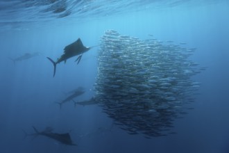 Atlantic fanfish hunting sardines, Istiophorus albicans, Isla Mujeres, Yucatan Peninsula,