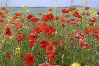 Papaver rhoeas, Staßfurt, Saxony-Anhalt, Germany