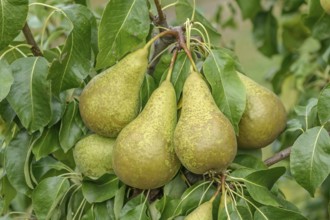 Pyrus communis 'Conference', LA 31, Bundessortenamt Prüfstelle Wurzen, Wurzen, Saxony, Germany