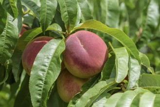 Peach (Prunus persica 'Poysdorfer Weingartenpfirsich'), Baum- und Rebschule Schreiber KG, Poysdorf,