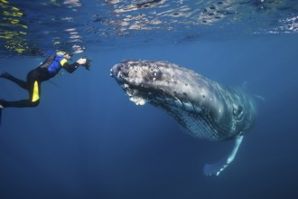 Snorkeller and humpback whale, Megaptera novaeangliae, Silver Bank, Atlantic Ocean, Dominican