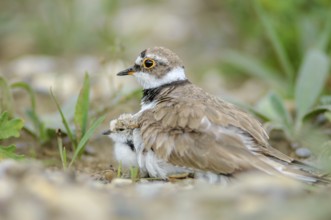 Little Plover (Charadrius dubius) with its chick on the banks of the Rhine. Bas-Rhin, Collectivite