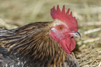 Farmyard rooster portrait with colorful plumage lying in the hay in the sun, free-range breeding in