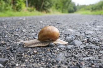 Snail on the black sand
