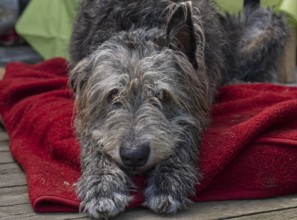 Portrait of an Irish Wolfhound (Canis lupus familiaris) with a dachshund look