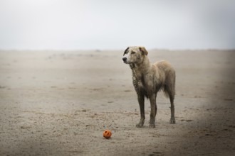 Dog (canis lupus familiaris), dirty after playing on the beach, Elbe, Hamburg, Germany