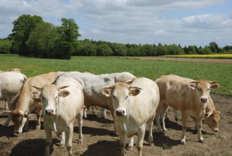 Cow, Cows standing in a grassy field under a blue sky, surrounded by trees