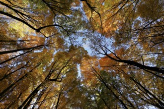 Nature, autumnal forest, view from below into the tree tops, Province of Quebec, Canada