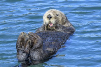 A sea otter (Enhydra lutris) lying relaxed on its back in the blue water, Seward, Alaska, USA