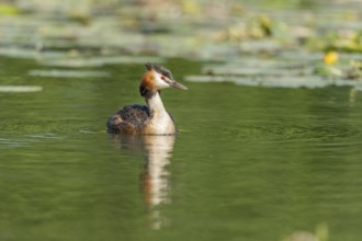Great Crested Grebe (Podiceps cristatus) on a river. Bas-Rhin, Collectivite europeenne d'Alsace,