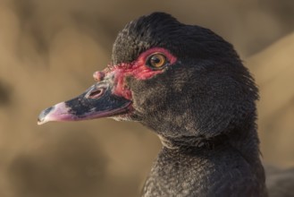 Portrait of brown Muscovy duck escaped in nature. Alsace, France