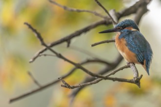 Kingfisher (Alcedo atthis) perched in a tree. Bas-Rhin, Collectivite europeenne d'Alsace, Grand
