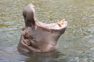 Head of a hippopotamus Hippopotamus amphibius with gaping mouth