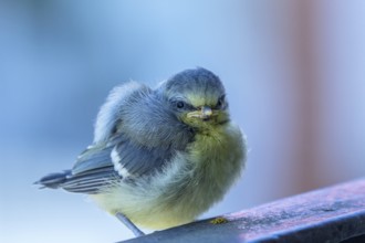 Young blue tit bird in spring