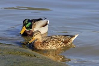 Female and male Mallard, Anas platyrhynchos, swimming and feeding by seashore on a beautiful day of