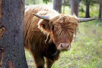 Young, timid and curious Highland bull peeks behind a tree