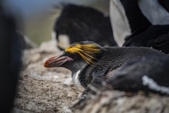 Golden crested penguin (Eudyptes chrysolophus), also macaroni penguin, Pebble Island, Falkland