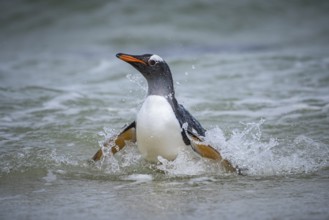 A gentoo penguin (Pygoscelis papua) landing on a beach, Pebble Island, Falkland Islands, Great