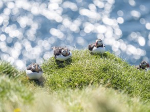 Puffin (Fratercula arctica) on a rocky cliff, Heimaey Island, Westman Islands, Iceland